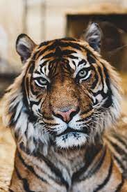 Atmospheric Close Up Photo Of A Tiger With Focus On Its Eyes Cool Animal Photo Animal Photography Unique Animals Animals Images