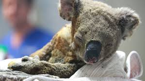 Schwerste Verbrennungen Aus Flammenholle Geretteter Koala Lewis Ist Tot