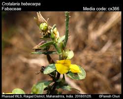 Image result for Crotalaria podocarpa