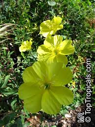 Image result for Vepris drummondii