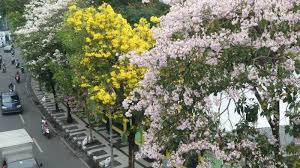 Syakura main di taman selfie. Fakta Fakta Dibalik Mekarnya Bunga Sakura Di Surabaya Jadi Tempat Selfie Hingga Kaya Manfaat Halaman 2 Tribunnews Com