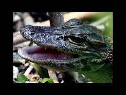 Baby Gator Call Youtube