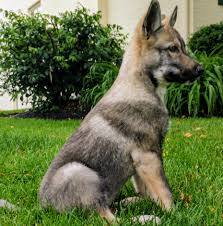 A husky german shepherd mix will be fairly easy to train as long as you are consistent and patient. Wolfdog Puppies For Sale By Reputable Breeders Pets4you Com