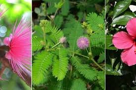 Morning glory merupakan jenis tanaman merambat yang menghasilkan bunga cantik berbentuk layaknya terompet.variasi warna bunganya mulai dari putih, ungu, pink, merah dan biru. 7 Jenis Bunga Tumbuhan Yang Sering Menemani Masa Kecil Anak 90an
