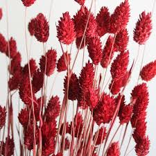 Image result for Phalaris