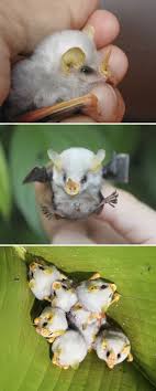 Weird Animals Weird Animals Rare Animals Unusual Animals