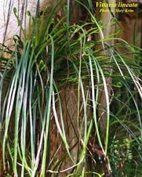 Image result for Vittaria