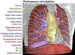 Taking deep breaths may cause pain in the left shoulder area or the upper part of the abdomen. Pulmonary Circulation Wikipedia