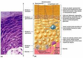 Pin By Jessica Joyce On Skin Loose Connective Tissue Integumentary System Langerhans Cell