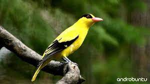 Download Suara Burung Kepodang Gacor Durasi Panjang Untuk Masteran Burung Hewan Bulu