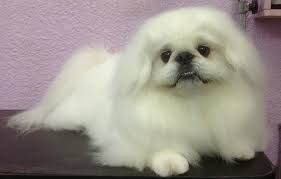 Black And White Pekingese Puppies More Of My Handsome Boy Pekingese Puppies Pekingese Dogs Pekingese