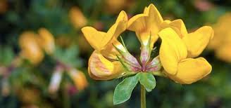 Maybe you would like to learn more about one of these? Wildflower Gallery Grow Wild