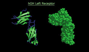 What is human growth hormone? Human Growth Hormone