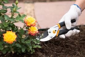 Take time and smell the roses. How To Get More Blooms From Your Roses