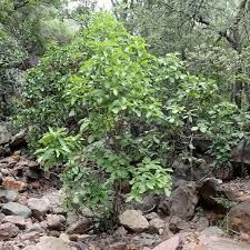 Image result for Pavetta eylesii