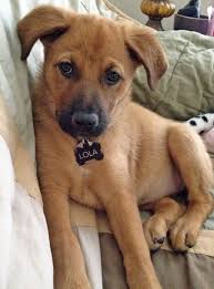 German Shepherd Pitbull Mix Black And Brown German Shepherd Mix Like Repin Share Shepherd Mix Puppies Puppy Dog Pictures German Shepherd Beagle Mix