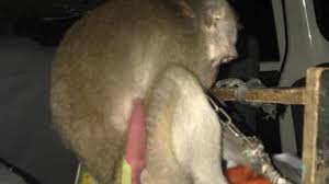 Another good advantage of online shopping is that things may be cheaper than in real stores. Five Topeng Monyet Monkeys Rescued In East Jakarta News En Tempo Co Tempo Co