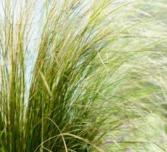 Image result for Polystachya tenuissima