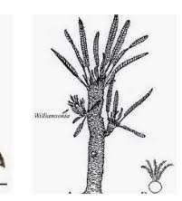 Williamsonia (williamsonia sewardiana sahni) an indian type williamsonia sewardiana sahni has been described from the jurrasic period. State The Structure Of Reconstructed Williamsonia Fossil Brainly In