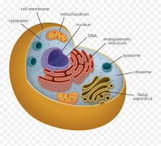 Inherited diseases may arise from mutations transmitted in maternal or. All Of My Organelles Including The Inside Of An Animal Cell Png Mitochondria Png Free Transparent Png Images Pngaaa Com
