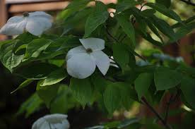 Image result for Kohautia confusa