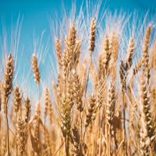 Avis de décès ( 11 mai 2021 ). Pompes Funebres Nivesse Au Service Des Familles A Charly Sur Marne