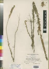 Image result for Crotalaria schliebenii