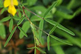 Image result for Crotalaria podocarpa