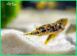 Bingung memilih ikan hias air tawar apa yang cocok untuk kolam ikan di rumahmu? Panduan Lengkap Cara Merawat Ikan Hias Buntal Kerdil Air Tawar Dunia Fauna Hewan Binatang Tumbuhan Dunia Fauna Hewan Binatang Tumbuhan