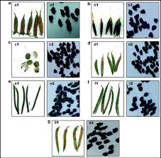 Image result for Corchorus schimperi