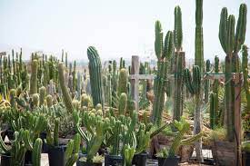 For most of the journey to this desert hot springs nursery, you'll be cursing the people (that would be us) who told you about it. Plant Lover S Guide To Greater Palm Springs