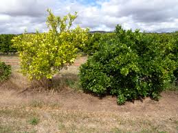 Check spelling or type a new query. Citrus Rootstocks For Western Australia Agriculture And Food