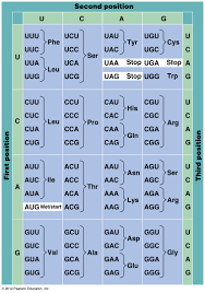 Biol2060 Gene Expression Transcription