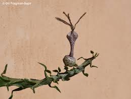 Image result for Ceropegia neofurcata