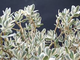 Image result for Crassula alba