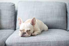 Namaste Right Here On The Couch Frenchie Bulldog French Bulldog Frenchie
