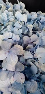 Hydrangea is a genus of about 70 species of shrubs, trees and climbers in the family hydrangeaceae, native to southern and eastern asia. Hortensias Azules Jardin De Flores Hortensia Azul Hortensias
