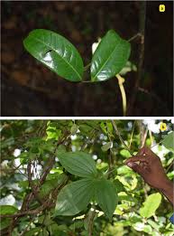 Image result for Rhynchosia tricuspidata