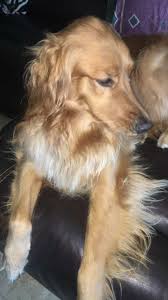 Pin By Jay On Golden Love Golden Dog Funny Dogs Animal Pictures