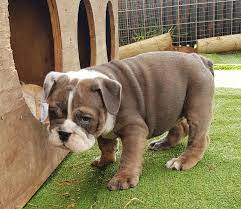 Ok but, what about the french bulldog? Irrazistbullz Available British Bulldog Girl Blue Fawn Facebook
