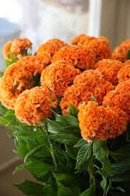 Yellow Flowers And Orange Flowers Can Bring Cheer And Brightness To Your Garden Wedding And Home So Wh Yellow Flowers Orange Wedding Flowers October Flowers