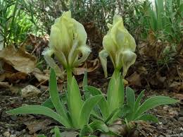 Image result for Aeollanthus suaveolens