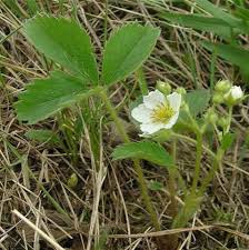 Image result for Fragaria vesca