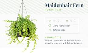 Hanging plant pots are ideal for dried flowers, and for real plants too (especially trailing plants), just ensure you use an inner plant pot to catch the water. 16 Indoor Hanging Plants To Decorate Your Home Proflowers