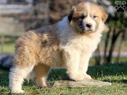 The practice of hybrid breeding, when a breeder crosses two different purebred dogs, has both its fans and its a shepnees puppy has one german shepherd parent and one great pyrenees parent. Great Pyrenees Husky German Shepherd Mix Online Off 53