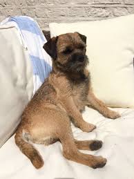 Border Terrier On Bed Border Terrier Border Terrier Puppy Patterdale Terrier