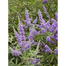 Image result for Vitex sp. A