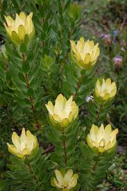 Check spelling or type a new query. Rosieom Flora File Leucodendron Sp By Faroutflora Drought Tolerant Garden Australian Plants Australian Native Garden