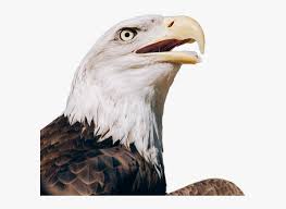 We did not find results for: Download Free Eagle Png Transparent Images Transparent Bald Eagle Screaming Transparent Background Png Download Transparent Png Image Pngitem