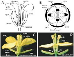 Image result for Brassica rapa